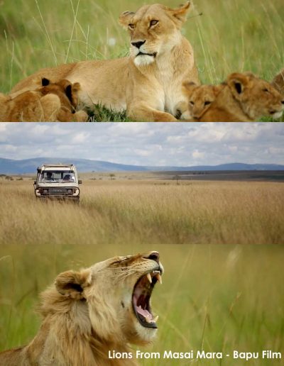 Lions stills bapu